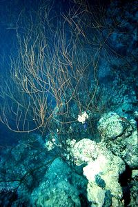 Corallo nero (Antipathes sp.)