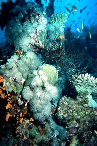 Corallo nero (Antipathes sp.)
