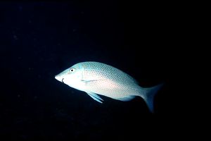 Lutiano argentato (Lutjanus argentimaculatus)