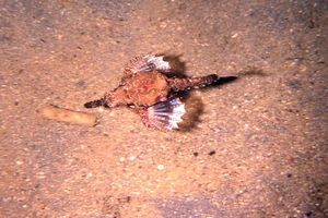 Pesce pegaso minore (Eurypegasus draconis)