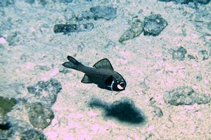 Pesce torcia (Photoblepharon steinitzi)