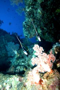 Pesce farfalla virgola (Heniochus intermedius)