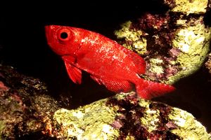 Pesce occhio grosso (Priacanthus hamrur)