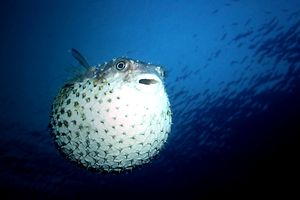 Pesce istrice (Diodon hystrix)