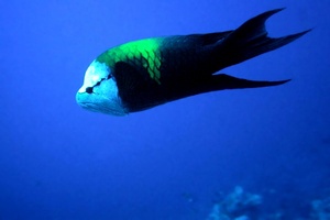 Labride insidiatore (Epibulus insidiator)