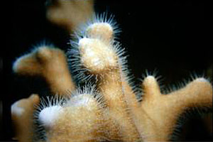 Corallo di fuoco (Millepora n.d.)