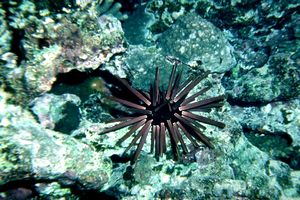 Riccio matita ardesia (Heterocentrotus mammillatus)