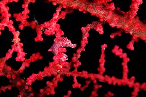 Cavalluccio marino pigmeo (Hippocampus bargibanti)