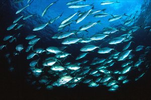 Carangide (n.d. n.d.)