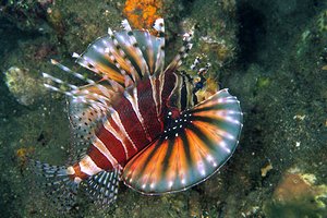 Pesce cobra zebrato (Dendrochirus zebra)