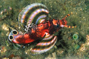 Pesce cobra bi-ocellato (Dendrochirus biocellatus)