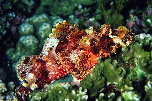 Pesce scorpione tassellato (Scorpaenopsis oxycephalus)