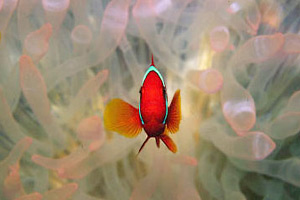 Pesce pagliaccio occidentale (Amphiprion ocellaris)