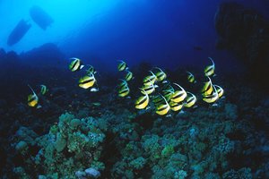 Pesce farfalla virgola (Heniochus intermedius)