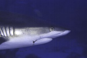 Squalo coda nera (Carcharinus wheeleri)