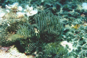 Alga a candelabro vermiforme (Codium vermilara)