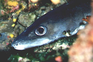 Grongo (Conger conger)