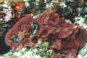 Spugna (Petrosia ficiformis)