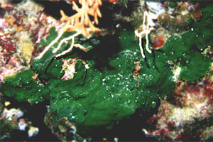 Alga velluto (Palmophyllum crassum)