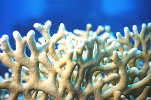 Idrozoo (Millepora dichotoma)