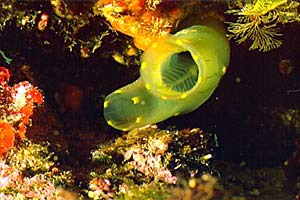 Ascidia lunga (Ciona intestinalis)