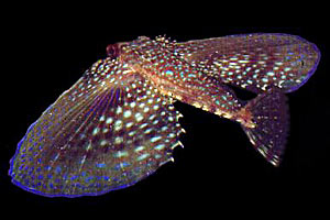 Pesce civetta (Dactylopterus volitans)