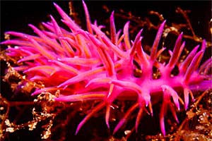 Flabellina rosa (Flabellina affinis)