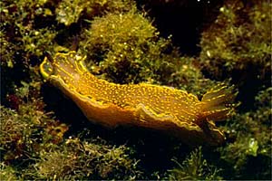 Doride dipinto (Hypselodoris picta)