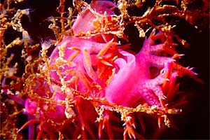 Flabellina rosa (Flabellina affinis)