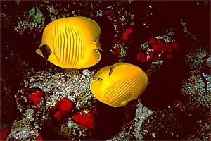 Pesce farfalla semimascherato (Chaetodon semilarvatus)