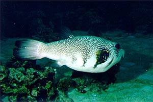 Pesce palla a punti bianchi (Arothron hispidus)