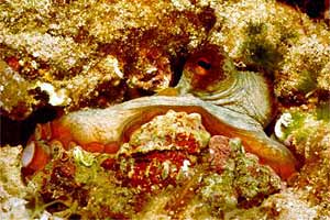 Polpo comune (Octopus vulgaris)