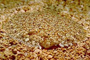 Rombo (Bothus podas podas)