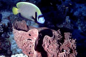 Pesce angelo imperatore (Pomacanthus imperator)