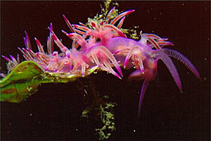 Flabellina rosa (Flabellina affinis)