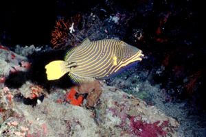 Pesce balestra striato (Balistapus undulatus)