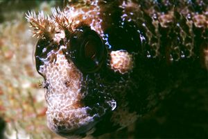 Bavosa ruggine (Parablennius gattorugine)