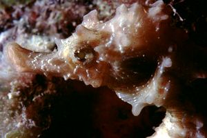 Cavalluccio marino (Hippocampus hippocampus)