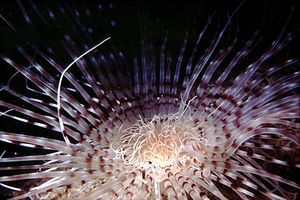 Cerianto (Cerianthus membranaceus)