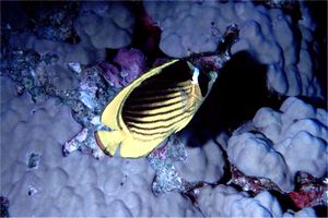 Pesce farfalla fasciato (Chaetodon fasciatus)