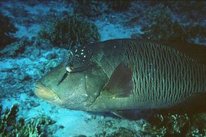 Pesce napoleone (Cheilinus undulatus)