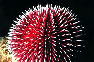 Riccio di prateria (Sphaerechinus granularis)