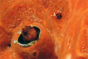 Bavosa cervina (Parablennius zvonimiri)