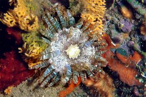 Anemone bruno (Aiptasia mutabilis)