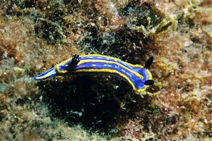 Doride tricolore (Hypselodoris tricolor)