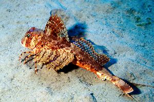 Capone ubriaco (Chelidonichtys lastoviza)