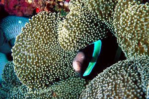 Pesce pagliaccio di Clark (Amphiprion clarkii)