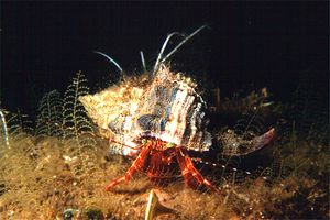 Paguro (Pagurus anachoretus)