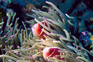 Pesce pagliaccio rosa (Amphiprion perideraion)