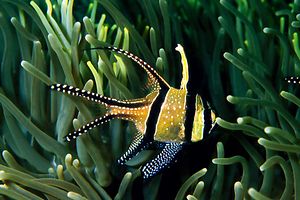 Pesce cardinale di Banka (Pterapogon kauderni)